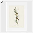 2-77_John-Gould_picture