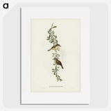2-77_John-Gould_picture
