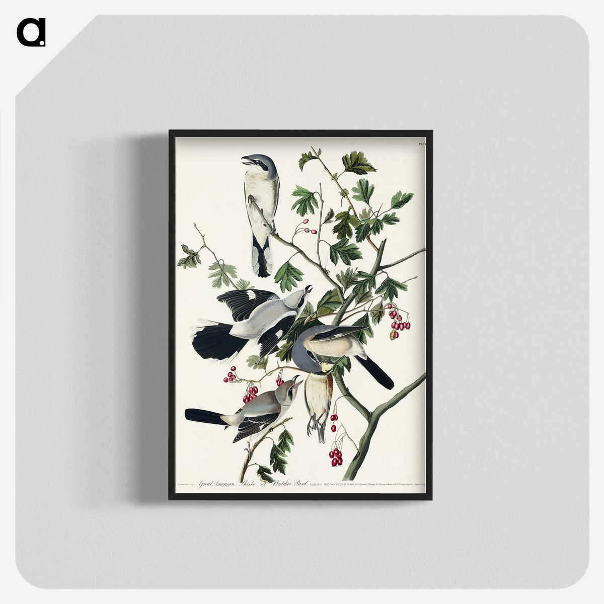 2-77_John-James-Audubon_blk-crop