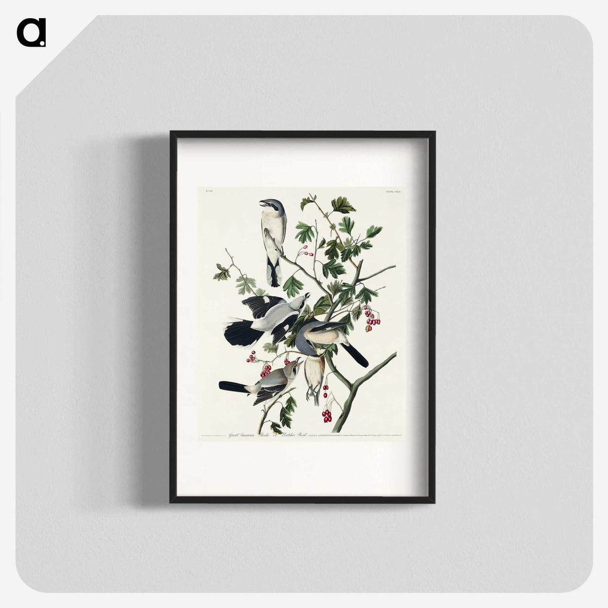 2-77_John-James-Audubon_blk