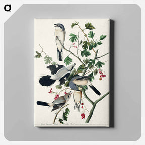 アートパネル-Cinereous Shrike
 - ジョン ジェームス オーデュボン Canvas.