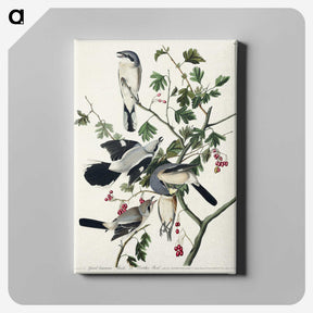 2-77_John-James-Audubon_canvas