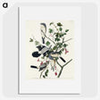 2-77_John-James-Audubon_picture