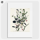 2-77_John-James-Audubon_picture