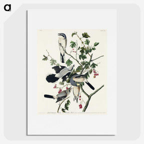 2-77_John-James-Audubon_picture