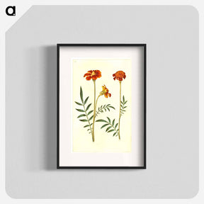 アートポスター-Tagetes Patula
 - マリア ジビーラ メーリアン Poster.