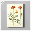 アートパネル-Tagetes Patula
 - マリア ジビーラ メーリアン Canvas.