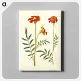 アートパネル-Tagetes Patula
 - マリア ジビーラ メーリアン Canvas.