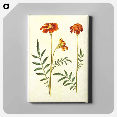 アートパネル-Tagetes Patula
 - マリア ジビーラ メーリアン Canvas.