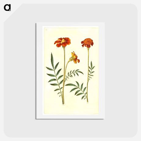 アートポストカード-Tagetes Patula
 - マリア ジビーラ メーリアン Postcard.