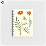 アートメモ帳-Tagetes Patula
 - マリア ジビーラ メーリアン Memo.