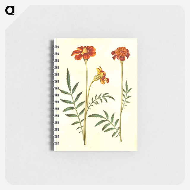 アートメモ帳-Tagetes Patula
 - マリア ジビーラ メーリアン Memo.