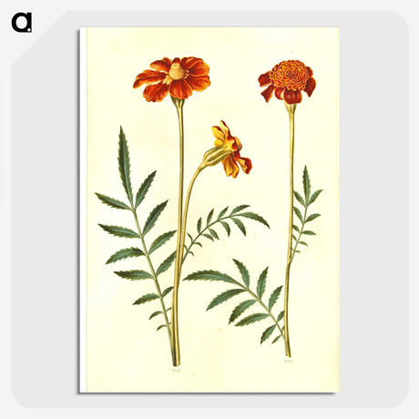 2-77_Maria-Sibylla-Merian_picture-crop