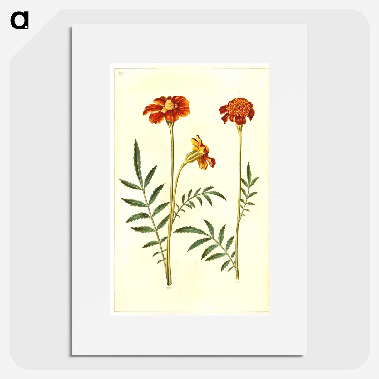 2-77_Maria-Sibylla-Merian_picture