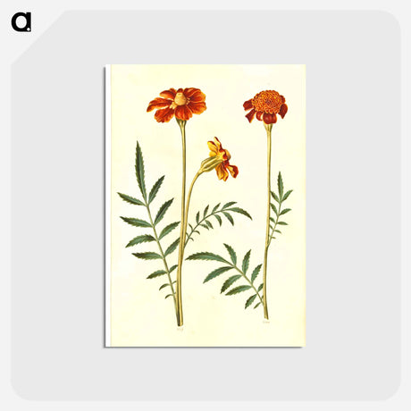 アートポストカード-Tagetes Patula
 - マリア ジビーラ メーリアン Postcard.