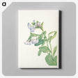 2-77_Mary-Vaux-Walcott_canvas