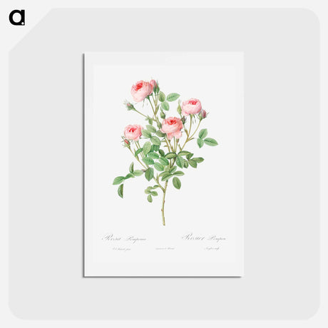 アートポストカード-Burgundian Rose - ピエール ジョゼフ ルドゥーテ Postcard.