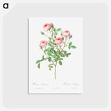 アートポストカード-Burgundian Rose - ピエール ジョゼフ ルドゥーテ Postcard.