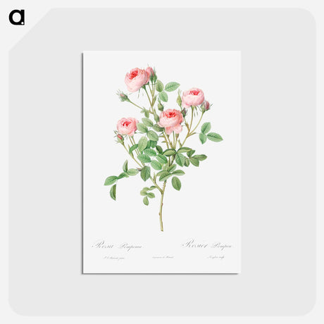アートポストカード-Burgundian Rose - ピエール ジョゼフ ルドゥーテ Postcard.