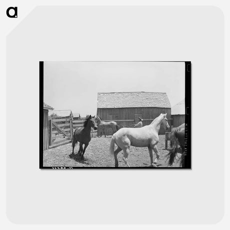 アートポストカード-Roping a Horse
 - ラッセル リー Postcard.
