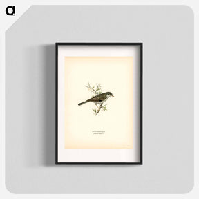 アートポスター-Barred Warbler
 - スヴェンスカ フォグラル Poster.