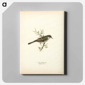 アートパネル-Barred Warbler
 - スヴェンスカ フォグラル Canvas.