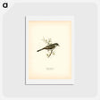 アートポストカード-Barred Warbler
 - スヴェンスカ フォグラル Postcard.
