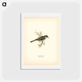 アートポストカード-Barred Warbler
 - スヴェンスカ フォグラル Postcard.