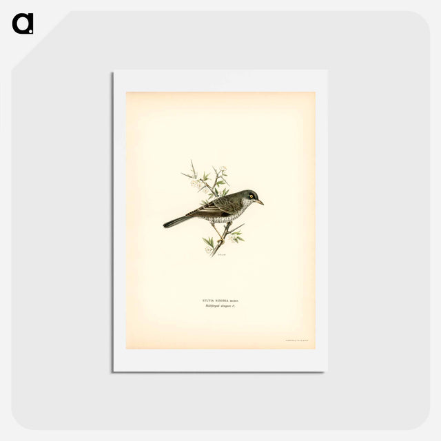 アートポストカード-Barred Warbler
 - スヴェンスカ フォグラル Postcard.