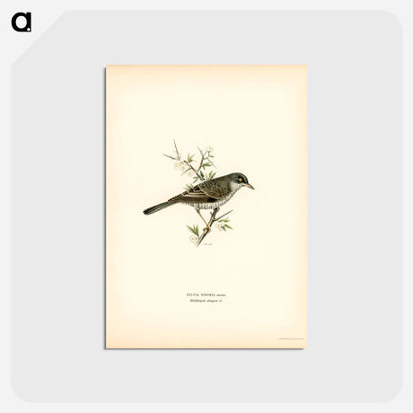 アートポストカード-Barred Warbler
 - スヴェンスカ フォグラル Postcard.