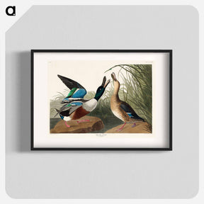 アートポスター-Shoveller Duck from Birds of America
 - アメリカの鳥たち Poster.