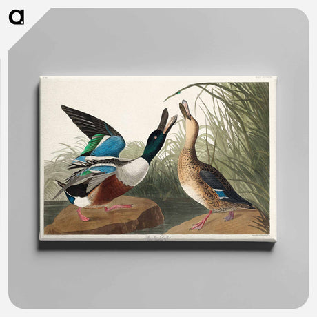 アートパネル-Shoveller Duck from Birds of America
 - アメリカの鳥たち Canvas.