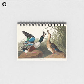 アートメモ帳-Shoveller Duck from Birds of America
 - アメリカの鳥たち Memo.