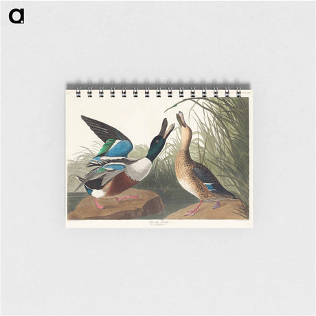 アートメモ帳-Shoveller Duck from Birds of America
 - アメリカの鳥たち Memo.