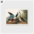 アートポストカード-Shoveller Duck from Birds of America
 - アメリカの鳥たち Postcard.