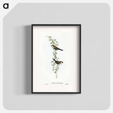 Black-rumped Finch
 - オーストラリアの鳥 Poster.