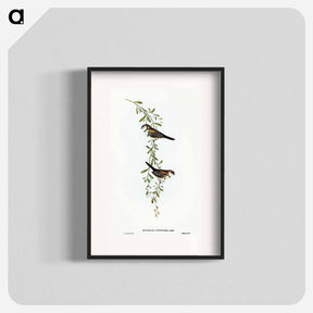 アートポスター-Black-rumped Finch
 - オーストラリアの鳥 Poster.