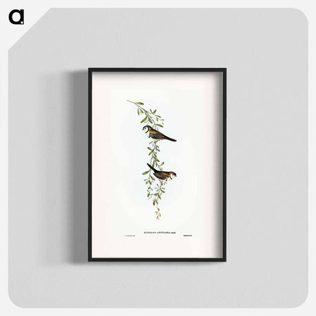 アートポスター-Black-rumped Finch
 - オーストラリアの鳥 Poster.