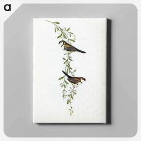 アートパネル-Black-rumped Finch
 - オーストラリアの鳥 Canvas.