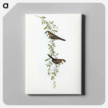 アートパネル-Black-rumped Finch
 - オーストラリアの鳥 Canvas.