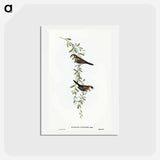 アートポストカード-Black-rumped Finch
 - オーストラリアの鳥 Postcard.