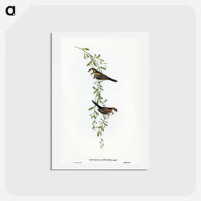 アートポストカード-Black-rumped Finch
 - オーストラリアの鳥 Postcard.