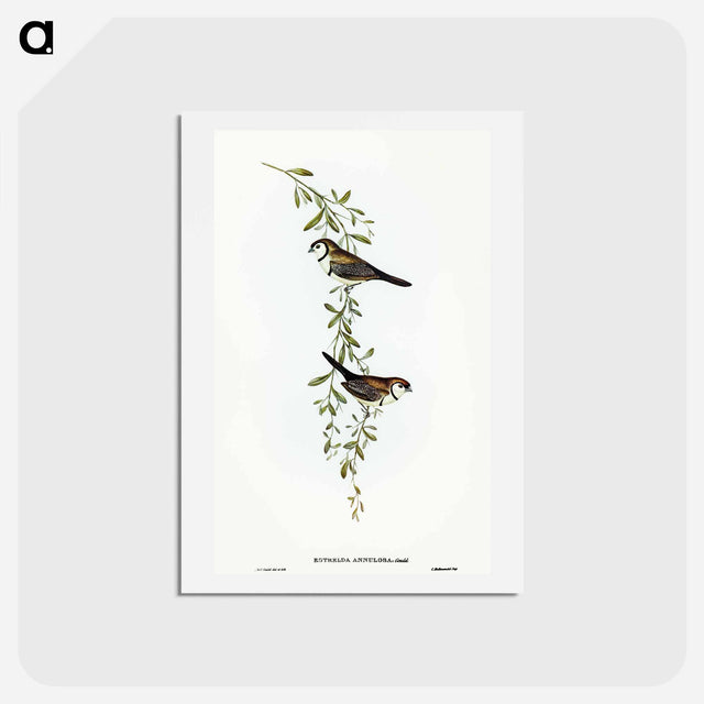 アートポストカード-Black-rumped Finch
 - オーストラリアの鳥 Postcard.