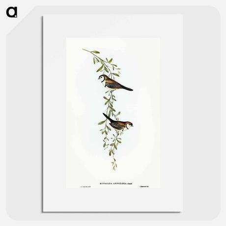 アートポスター-Black-rumped Finch
 - オーストラリアの鳥 Poster.