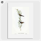 Black-rumped Finch
 - オーストラリアの鳥 Poster.