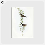 アートポストカード-Black-rumped Finch
 - オーストラリアの鳥 Postcard.
