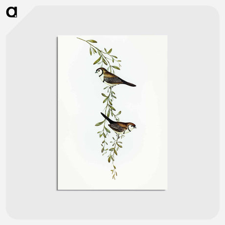 アートポストカード-Black-rumped Finch
 - オーストラリアの鳥 Postcard.