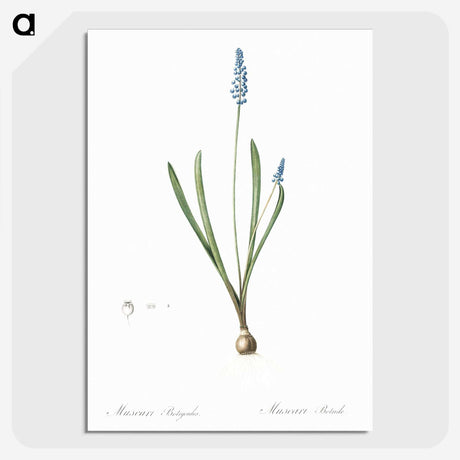 2-77_The-Lilies_picture-crop