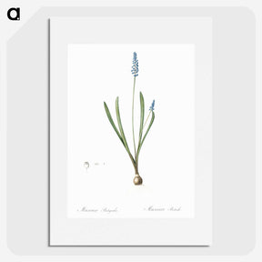 2-77_The-Lilies_picture