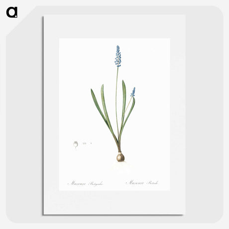 2-77_The-Lilies_picture